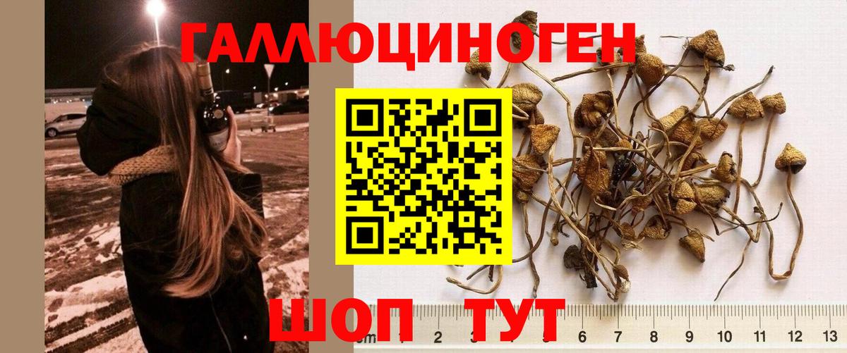 Кашира  Псилоцибиновые грибы мицелий  Вход с VPN  Псилоцибиновые грибы мицелий 
